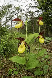 Blooming: The lady's slipper orchid (Cypripedium calceolus)