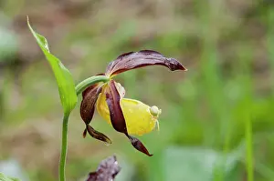 Isolated: The lady's slipper orchid (Cypripedium calceolus)