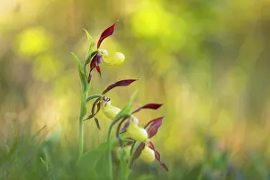 Cumbria: Lady's Slipper Orchid - Flower - Cumbria - UK