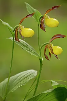Slipper: Lady's Slipper Orchid in flower in woodland Dolomites, Italy