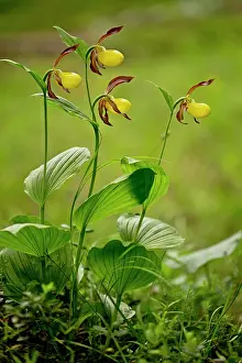 Slipper: Lady's Slipper Orchid in flower in woodland Dolomites, Italy