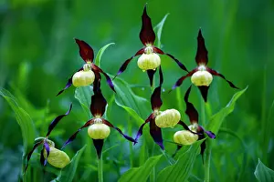Slipper: Lady's Slipper Orchid, Hessen, Germany
