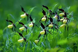 Slipper: Lady's Slipper Orchid, Hessen, Germany