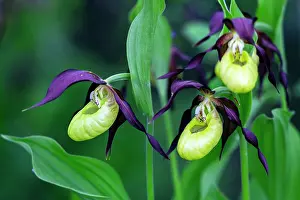 Slipper: Lady's Slipper Orchid, Hessen, Germany