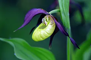 Slipper: Lady's Slipper Orchid, portrait of blossom, Hessen, Germany