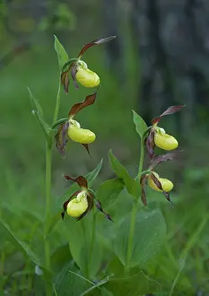 Slippers: Lady's slipper orchids