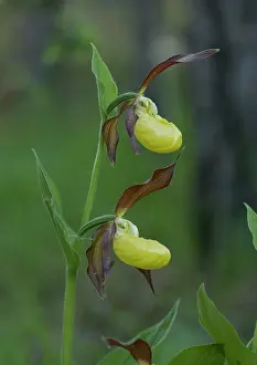 Slippers: Lady's slipper orchids