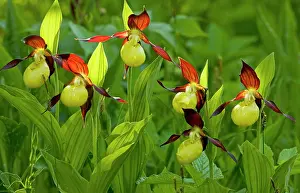Slippers: Lady's Slipper Orchids