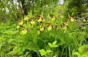 Slippers: Lady's Slipper Orchids - in ancient flowery wood