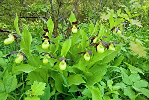 Slippers: Lady's Slipper Orchids - in beautiful ancient flowery