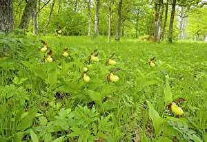 Slippers: Lady's Slipper Orchids - in Laelatu Wooded Meadow
