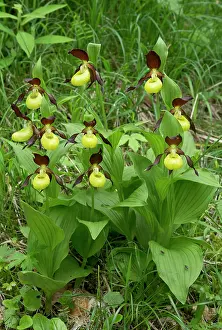 Slipper: Lady's-slipper orchids in woodland clearing