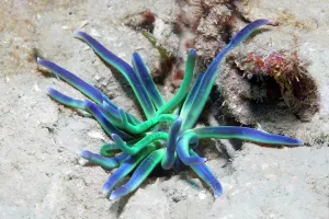Philippine: Lagoon anemone (Condylactis), sandy bottom, Sulu