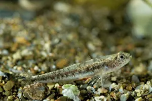 Gobies: Lagoon Gobies - male