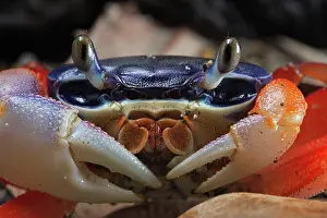 Armatum: Lagoon land crab (Cardiosoma armatum) Nigeria