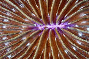 Fungia: Lagoon Mushroom Coral