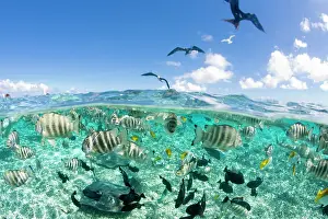 Saddle: Lagoon safari trip featuring Stingrays (Himantura