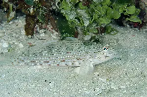 Dash: Lagoon Sandgoby