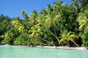 Arecaceae: Lagoon with a sandy beach and palm trees, Peleliu