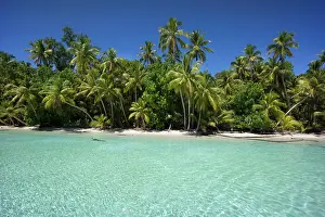 Arecaceae: Lagoon with a sandy beach and palm trees, Peleliu