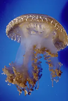 Mastigias: Lagoon / Spotted Jellyfish