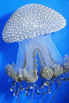 Spots: Lagoon / White Spotted JELLYFISH