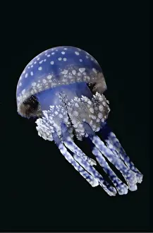Tentacles: Lagoon / White Spotted JELLYFISH - blue