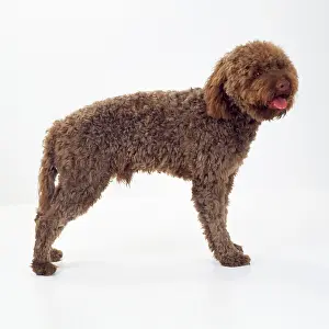 Lagotto: Lagotto Romagnolo Dog
