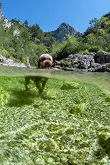 Course: Lagotto Romagnolo mountain stream of the 'ntschergrcben