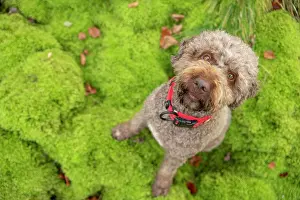 Bitch: Lagotto Romagnolo outdoor, bitch, truffle dog, Austria