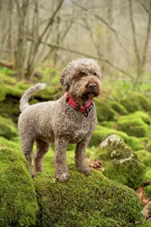 Bitch: Lagotto Romagnolo outdoor, bitch, truffle dog, Austria