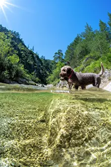 Bitch: Lagotto Romagnolo outdoor, bitch, truffle dog, Austria