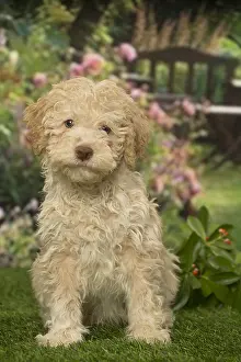 Lagotto: Lagotto Romagnolo puppy outdoors in the garden