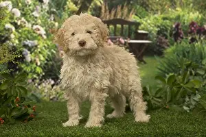 Lagotto: Lagotto Romagnolo puppy outdoors in the garden
