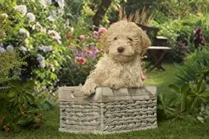 Lagotto: Lagotto Romagnolo puppy outdoors in the garden