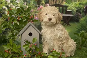 Lagotto: Lagotto Romagnolo puppy outdoors in the garden