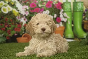 Lagotto: Lagotto Romagnolo puppy outdoors in the garden
