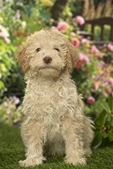 300119: Lagotto Romagnolo puppy outdoors in the garden
