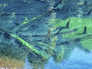 Mirror: Laguna Arcoiris, dead trees in the lake, Conguillio