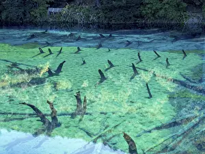 Mirror: Laguna Arcoiris, dead trees in the lake, Conguillio