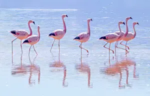 Flamingo: Laguna Colorada, Bolivia. Portrait of flock or stand of