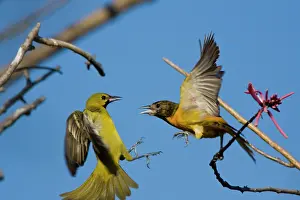 Oriole: Laguna Madre Nature Trail, South Padre Island