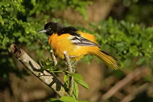 Oriole: Laguna Madre Nature Trail, South Padre Island