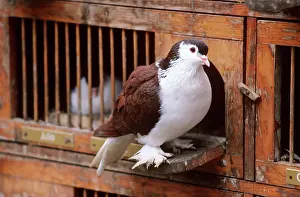 Fancy: Lahore pigeon