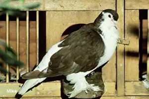 Livia: Lahore Pigeon