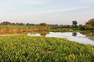 Flooding: Lake with aquatic plants in the Danube Delta