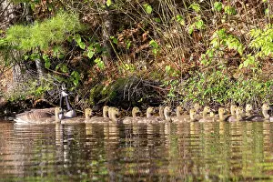 Anseriformes: LAKE AND CANADA GOOSE