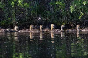 Anseriformes: LAKE AND CANADA GOOSE