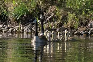 Anseriformes: LAKE AND CANADA GOOSE