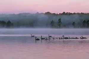 Anseriformes: LAKE AND CANADA GOOSE